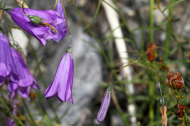 Campanula stenocodon / Campanula a corolla stretta